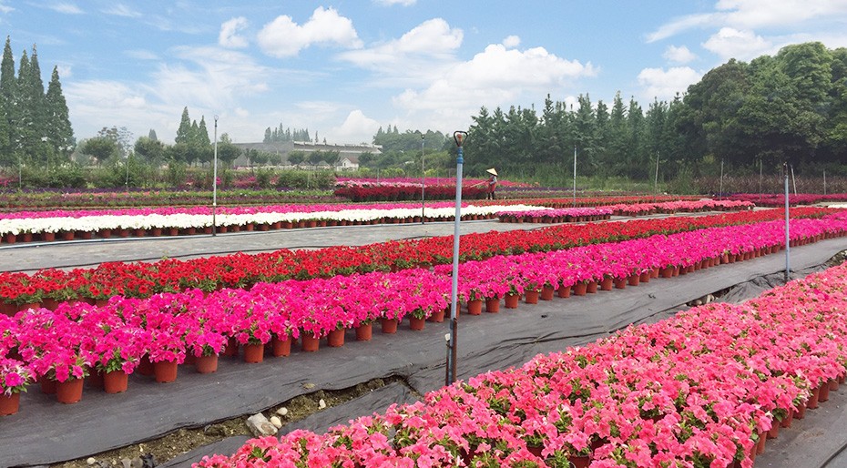 2026世界杯园林绿化维护